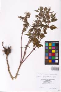 MHA 0 154 673, Пустырник пятилопастный Gilib., Восточная Европа, Центральный лесостепной район (E6) (Россия)