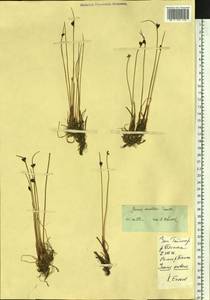 Juncus arcticus subsp. arcticus, Сибирь, Центральная Сибирь (S3) (Россия)