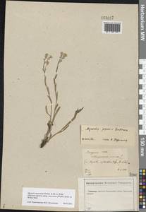 Myosotis alpestris subsp. suaveolens (Waldst. & Kit. ex Willd.) Strid, Восточная Европа, Центральный лесостепной район (E6) (Россия)