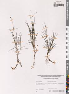 Штукения нитевидная, Рдест нитевидный (Pers.) Börner, Сибирь, Чукотка и Камчатка (S7) (Россия)