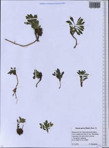 Клаусия солнцепечная (Stephan ex Willd.) Korn.-Trotzky, Восточная Европа, Восточный район (E10) (Россия)