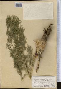 Prangos pabularia subsp. lamellata (Korovin) Pimenov & Tikhom., Средняя Азия и Казахстан, Памир и Памиро-Алай (M2) (Узбекистан)