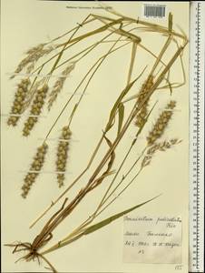 Pennisetum pedicellatum Trin., Африка (AFR) (Мали)