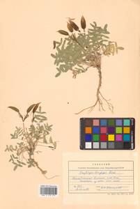 Остролодочник выставляющийся Jurtzev, Сибирь, Чукотка и Камчатка (S7) (Россия)