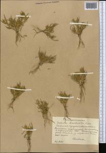 Pyankovia brachiata (Pall.) Akhani & Roalson, Средняя Азия и Казахстан, Западный Тянь-Шань и Каратау (M3) (Киргизия)