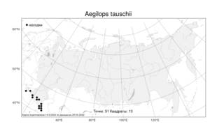 Aegilops tauschii, Эгилопс Тауша Coss., Атлас флоры России (FLORUS) (Россия)