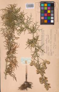 Aconitum anthora subsp. anthora, Восточная Европа, Центральный район (E4) (Россия)