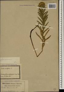 Pentanema germanicum (L.) D. Gut. Larr., Santos-Vicente, Anderb., E. Rico & M. M. Mart. Ort., Кавказ, Грузия (K4) (Грузия)