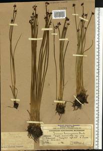 Ситник берингийский Buchenau, Сибирь, Чукотка и Камчатка (S7) (Россия)