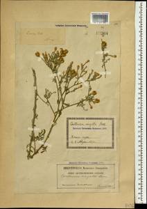 Василек овечий Pall. ex Willd., Кавказ, Грузия (K4) (Грузия)