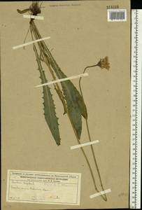 Кульбаба шершаволистная L., Восточная Европа, Волжско-Камский район (E7) (Россия)