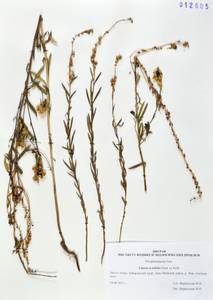 Льнянка остролопастная Fisch. ex Rchb., Сибирь, Дальний Восток (S6) (Россия)