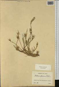 Hordeum murinum subsp. glaucum (Steud.) Tzvelev, Западная Европа (EUR) (Франция)