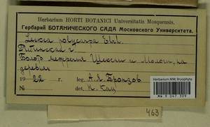 Leskea polycarpa Hedw., Гербарий мохообразных, Мхи - Центральное Нечерноземье (B6) (Россия)