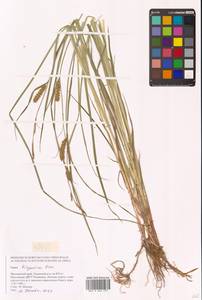 Осока кирганикская Kom., Сибирь, Дальний Восток (S6) (Россия)