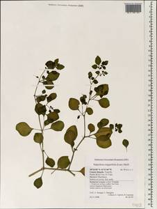 Salpichroa origanifolia (Lam.) Baillon, Африка (AFR) (Испания)