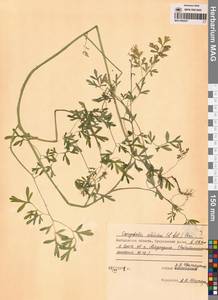 Хохлатка сибирская (L.fil.) Pers., Сибирь, Чукотка и Камчатка (S7) (Россия)