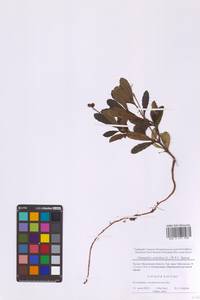 Зимолюбка зонтичная (L.) W.P.C.Barton, Восточная Европа, Московская область и Москва (E4a) (Россия)