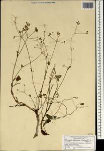 Pinda concanensis (Dalzell) P.K. Mukherjee & L. Constance, Зарубежная Азия (ASIA) (Индия)