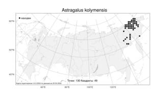Astragalus kolymensis, Астрагал колымский Jurtzev, Атлас флоры России (FLORUS) (Россия)
