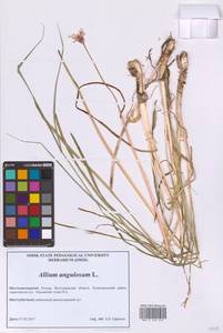 Лук угловатый L., Восточная Европа, Нижневолжский район (E9) (Россия)