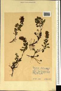 Дубровник обыкновенный L., Крым (KRYM) (Россия)