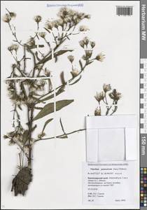 Солончковая астра паннонская, Триполиум солончаковый (Jacq.) Dobrocz., Кавказ, Краснодарский край и Адыгея (K1a) (Россия)