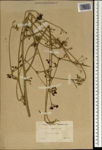 Ferula elbursensis (Mozaff.) Spalik & S.R.Downie, Зарубежная Азия (ASIA) (Иран)