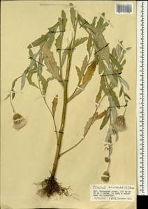 Бодяк полевой, Розовый осот (L.) Scop., Монголия (MONG) (Монголия)