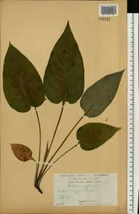 Медуница неясная, Медуница темная Dumort., Восточная Европа, Центральный лесостепной район (E6) (Россия)