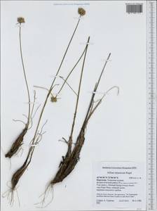 Allium talassicum Regel, Средняя Азия и Казахстан, Северный и Центральный Тянь-Шань (M4) (Киргизия)
