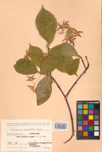 Бересклет большекрылый Rupr., Сибирь, Дальний Восток (S6) (Россия)