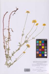 Cota tinctoria subsp. tinctoria, Восточная Европа, Московская область и Москва (E4a) (Россия)