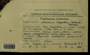 Aulacomnium turgidum (Wahlenb.) Schwägr., Гербарий мохообразных, Мхи - Чукотка и Камчатка (B21) (Россия)