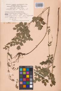 Bасилисник малый L., Восточная Европа, Восточный район (E10) (Россия)