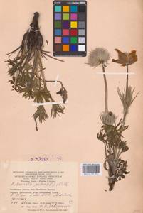 Прострел раскрытый, Сон-трава (L.) Mill., Восточная Европа, Восточный район (E10) (Россия)