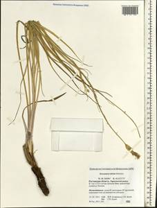 Pseudopodospermum tauricum (M. Bieb.) Vasjukov & Saksonov, Восточная Европа, Ростовская область (E12a) (Россия)