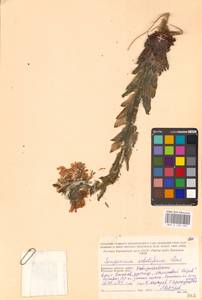 Jovibarba globifera subsp. globifera, Восточная Европа, Западный район (E3) (Россия)