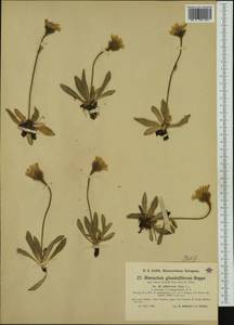 Hieracium piliferum Hoppe, Западная Европа (EUR) (Италия)