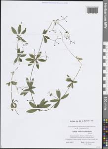 Подмаренник трехцветковый Michx., Восточная Европа, Северо-Западный район (E2) (Россия)