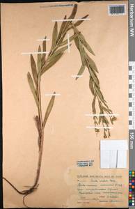 Pentanema asperum (Poir.) G.V.Boiko & Korniy., Средняя Азия и Казахстан, Северный и Центральный Казахстан (M10) (Казахстан)