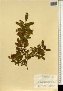 Pyracantha fortuneana (Maxim.) H. L. Li, Зарубежная Азия (ASIA) (КНР)