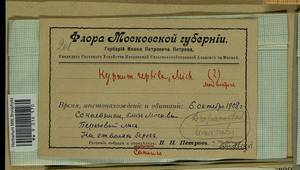 Calliergonella lindbergii (Mitt.) Hedenäs, Гербарий мохообразных, Мхи - Москва и Московская область (B6a) (Россия)