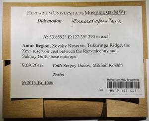 MW 9 111 441, Didymodon icmadophilus (Schimp. ex Müll. Hal.) K. Saito, Гербарий мохообразных, Мхи - Дальний Восток (без Чукотки и Камчатки) (B20) (Россия)