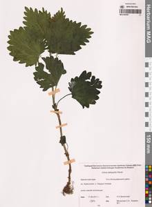 Крапива плосколистная Wedd., Сибирь, Чукотка и Камчатка (S7) (Россия)