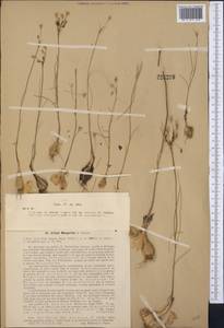 Allium margaritae B.Fedtsch., Средняя Азия и Казахстан, Северный и Центральный Тянь-Шань (M4) (Казахстан)