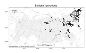 Stellaria fischeriana, Звездчатка Фишера Ser., Атлас флоры России (FLORUS) (Россия)