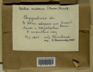 Pohlia nutans (Hedw.) Lindb., Гербарий мохообразных, Мхи - Пермский край, Удмуртия, Свердловская и Кировская области (B8) (Россия)
