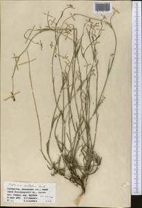 Володушка высокая M.Bieb., Средняя Азия и Казахстан, Памир и Памиро-Алай (M2) (Узбекистан)