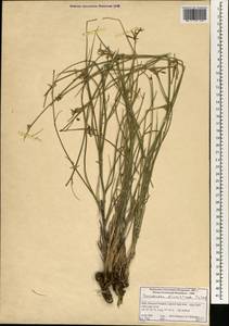 Lipschitzia divaricata (Turcz.) Zaika, Sukhor. & N. Kilian, Зарубежная Азия (ASIA) (Индия)
